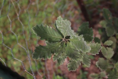 Quercus ithaburensis - dub taborský - listy